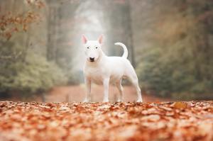 15326112_707349836084724_1446453254483927304_o