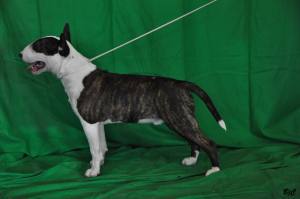 10869396_905945222770396_7404094321363472391_o