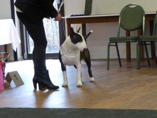 11022547_690357891074537_6069494522061781053_n