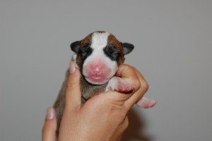 roodzondervlek2d (1)