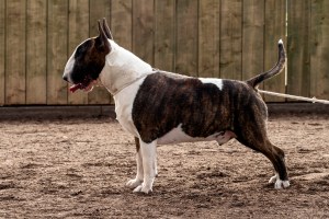 Clubmatch-Reuen Tussenklas-Zeus Be Gentle with Love_1